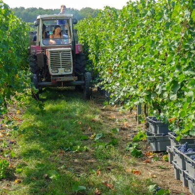 Pixabay: https://pixabay.com/fr/photos/vin-vintage-viticulture-raisins-957996/